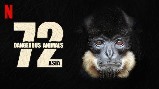 Watch 72 Dangerous Animals: Australia | Netflix Watch 72 Dangerous Animals: Australia | Netflix